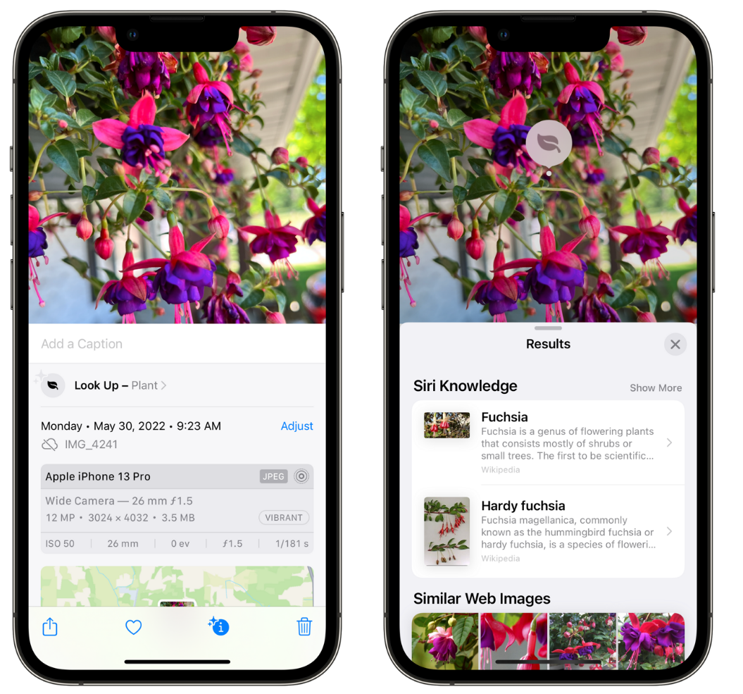 永登苹果手机维修分享小技巧：使用 iPhone 相机识别花卉植物 